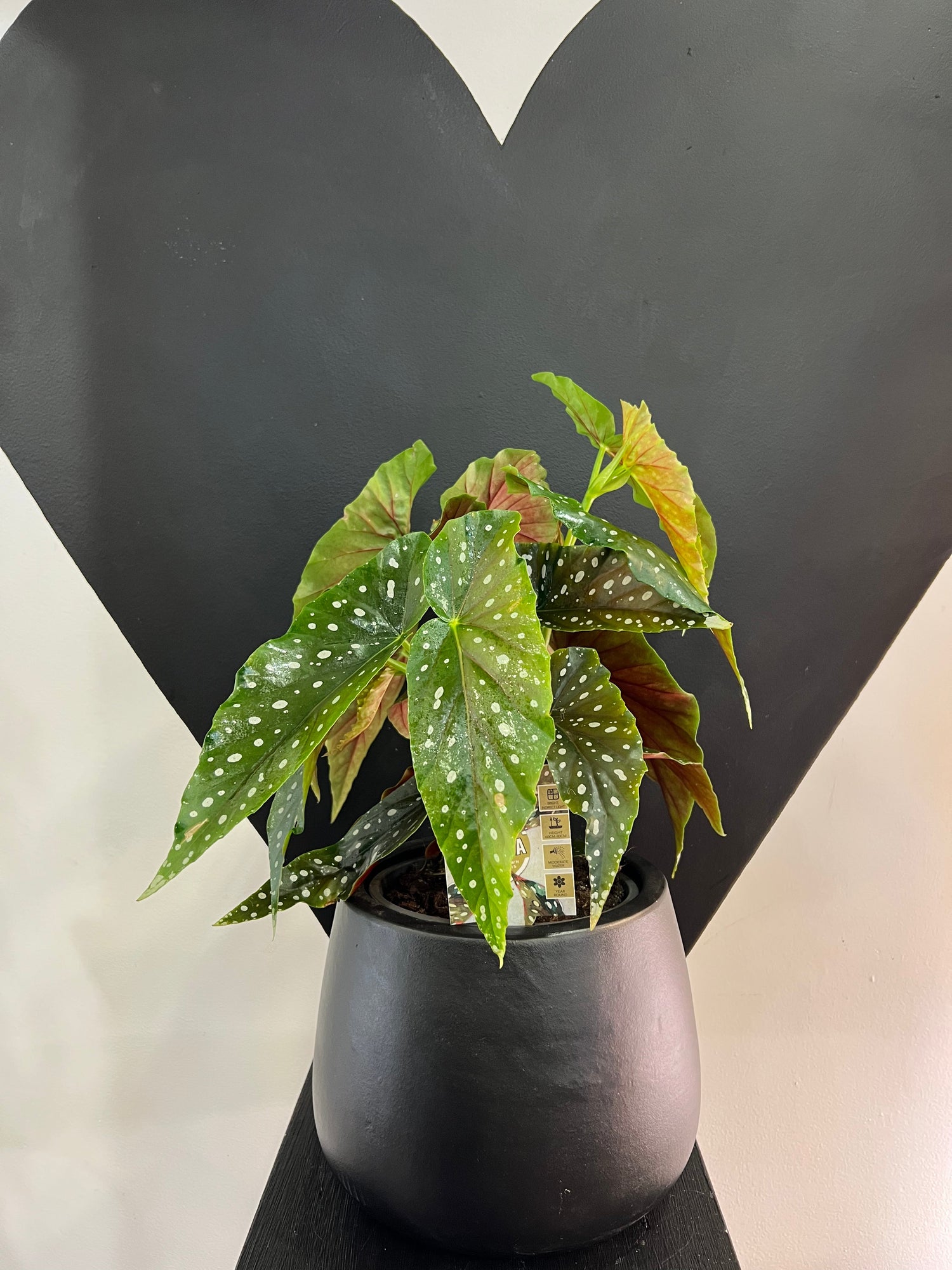 Plants and Plantcare