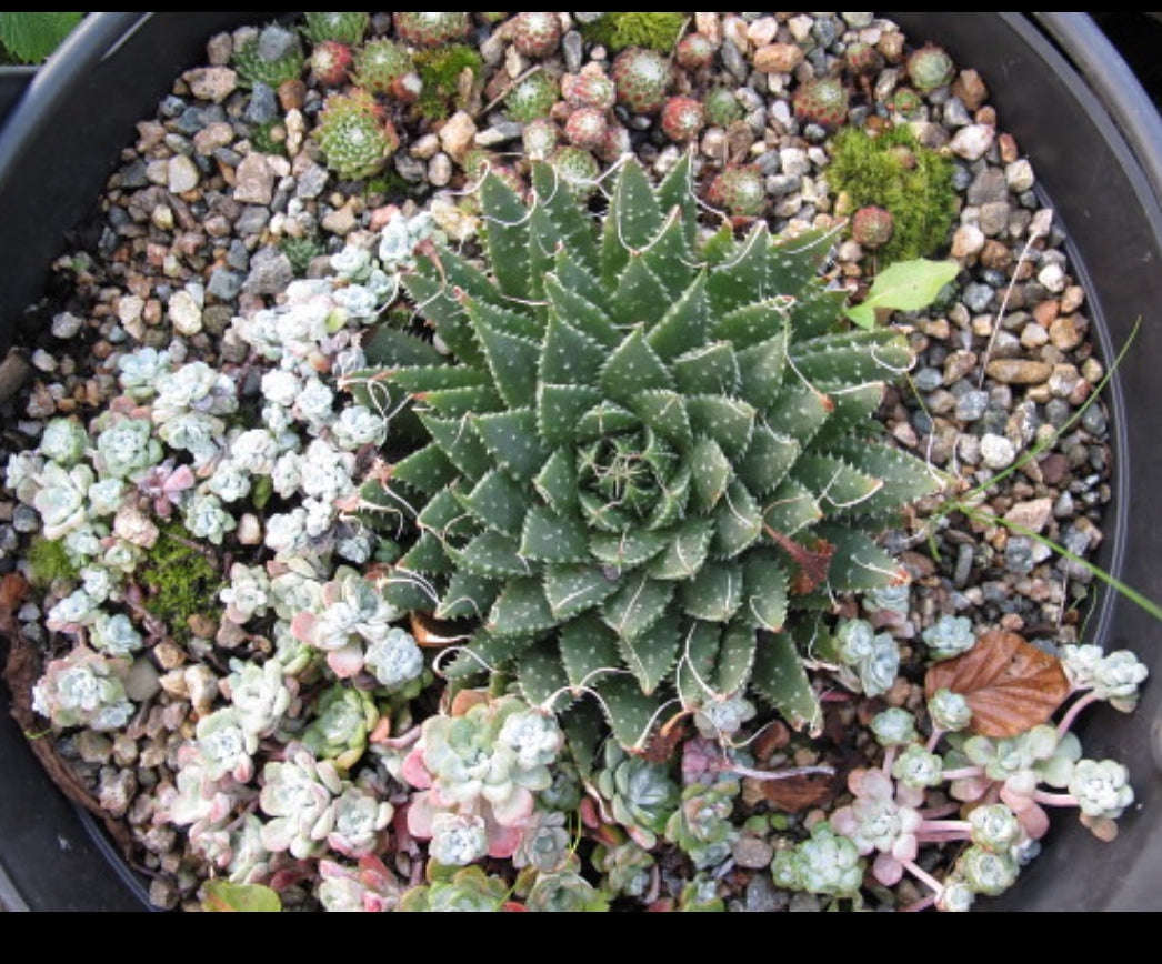 Plants and Plantcare