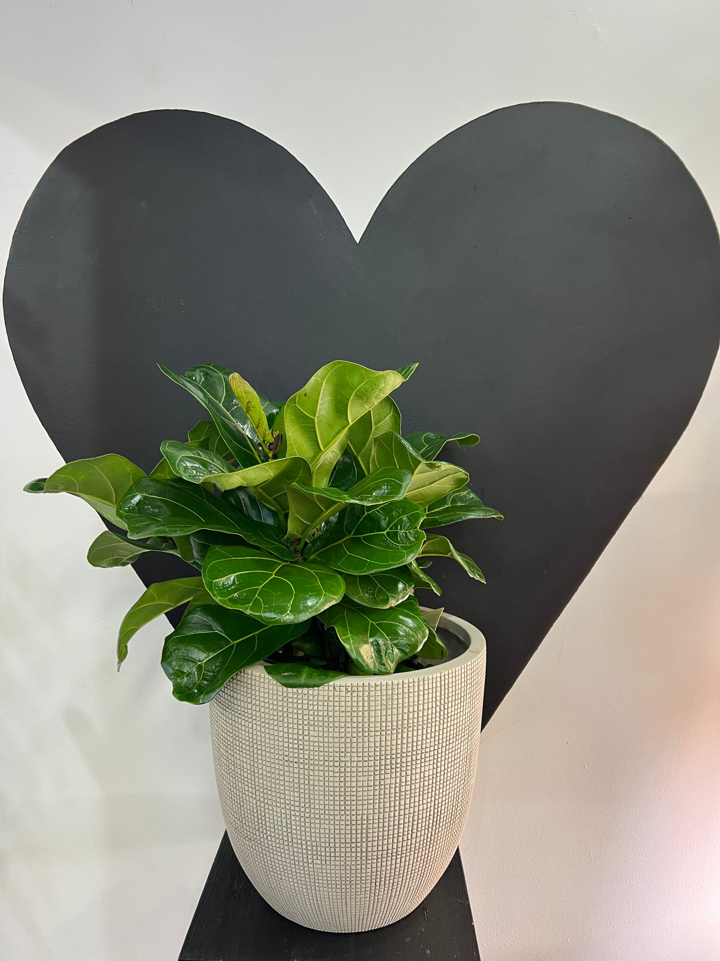 Wild Living – Curated Living Gifts