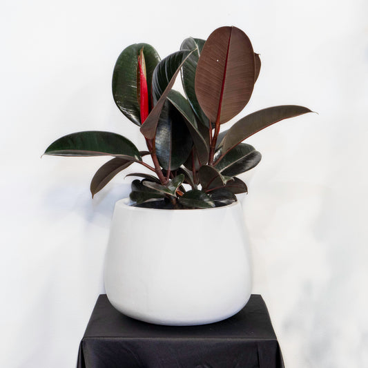 Midnight rubber plant, with pot  $59